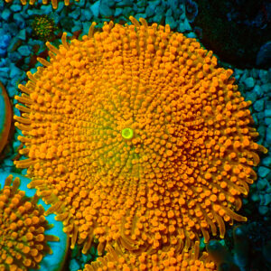 TC Ricordea Yuma Toxic Orange XL