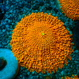 TC Ricordea Yuma Toxic Orange XL