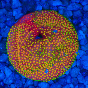 TC Stylocoeniella Looney Tunes Frag XL