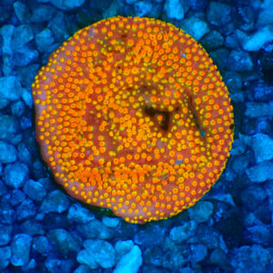 TC Stylocoeniella Looney Tunes frag XL