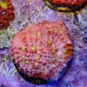 TC Chalice Golden Eye