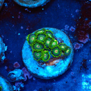 TC Zoanthus Tropical Emeralds