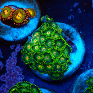 TC Zoanthus Tropical Emeralds