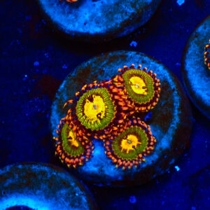 TC Zoanthus Buttkisser