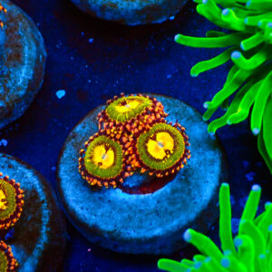 TC Zoanthus Buttkisser