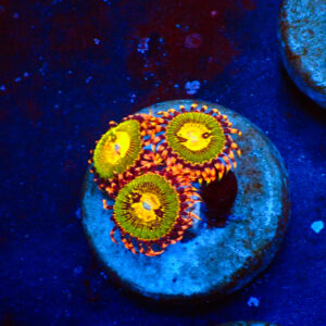 TC Zoanthus Buttkisser