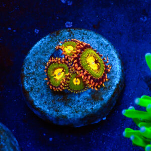 TC Zoanthus Buttkisser