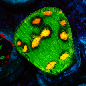 TC Chalice Raja Rampage