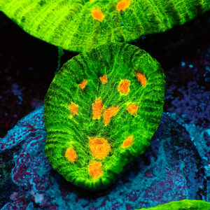 TC Chalice Fake Raja Rampage