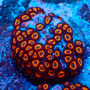 TC Zoanthus Johnny Pumpking Seeds