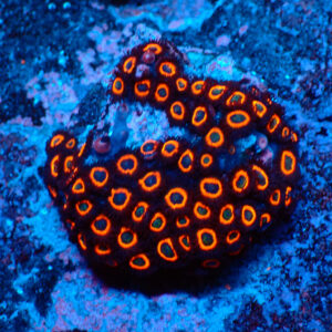 TC Zoanthus Johnny Pumpking Seeds