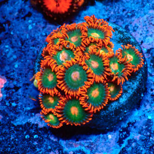 TC Zoanthus Gatorade