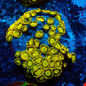 TC Zoanthus Sun Drops