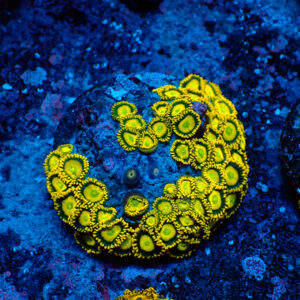 TC Zoanthus Sun Drops