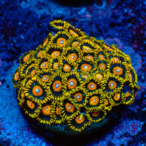 TC Zoanthus Super Saiyan colonia