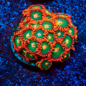 TC Zoanthus Gatorade