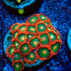 TC Zoanthus Gatorade