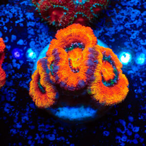 TC Micromussa lordhowensis Orange & Red