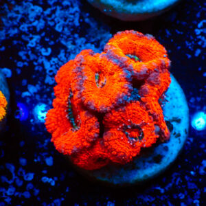 TC Micromussa lordhowensis Orange & Red