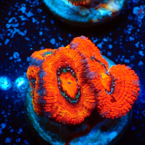 TC Micromussa lordhowensis Orange & Red