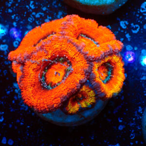 TC Micromussa lordhowensis Orange & Red