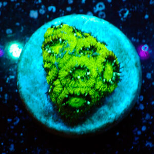 TC Micromussa amakusensis Hulk