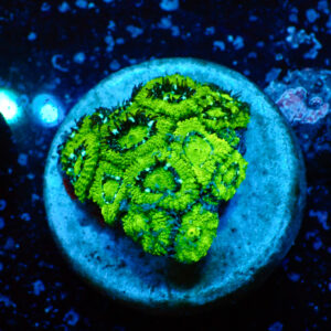 TC Micromussa amakusensis Hulk