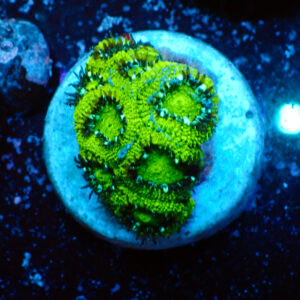 TC Micromussa amakusensis Hulk