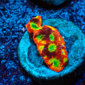 TC Favites Lemon Lime