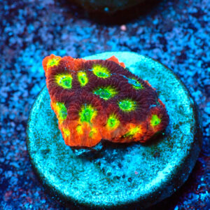 TC Favites Lemon Lime