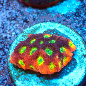 TC Favites Lemon Lime