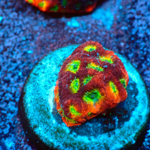 TC Favites Lemon Lime