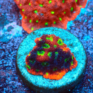 TC Favites Sector 001