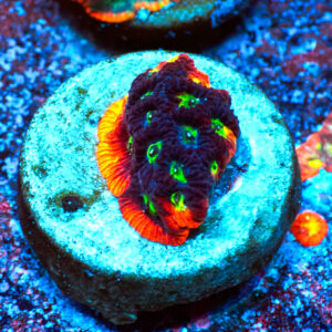 TC Favites Sector 001