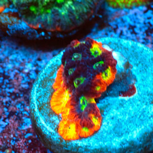 TC Favites Sector 001