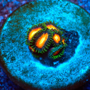 TC Zoanthus Dragon Ball Z