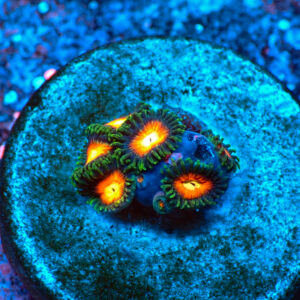 TC Zoanthus Dragon Ball Z