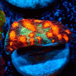 TC Chalice Alien Pox