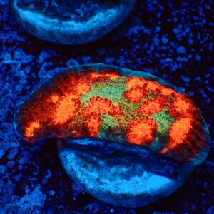 TC Chalice Alien Pox