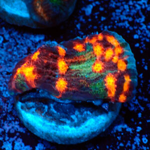 TC Chalice Alien Pox