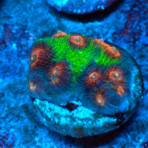 TC Mycedium Multicolor