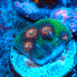 TC Mycedium Multicolor