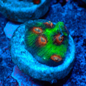 TC Mycedium Multicolor