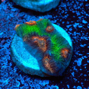 TC Mycedium Multicolor