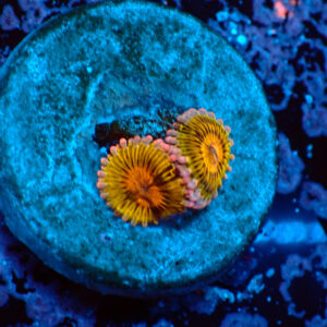 TC Zoanthus Chiquita