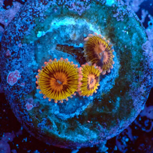 TC Zoanthus Chiquita