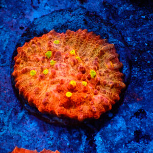 TC Chalice Golden Eye