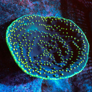 TC Turbinaria reniformis LA Lakers colonia XL