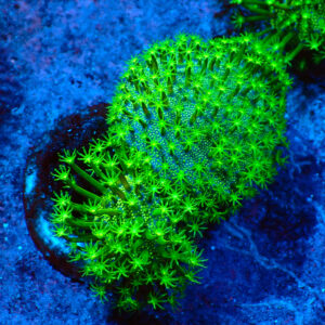 TC Sarcophyton Toxic Green