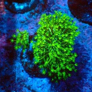 TC Sarcophyton Toxic Green